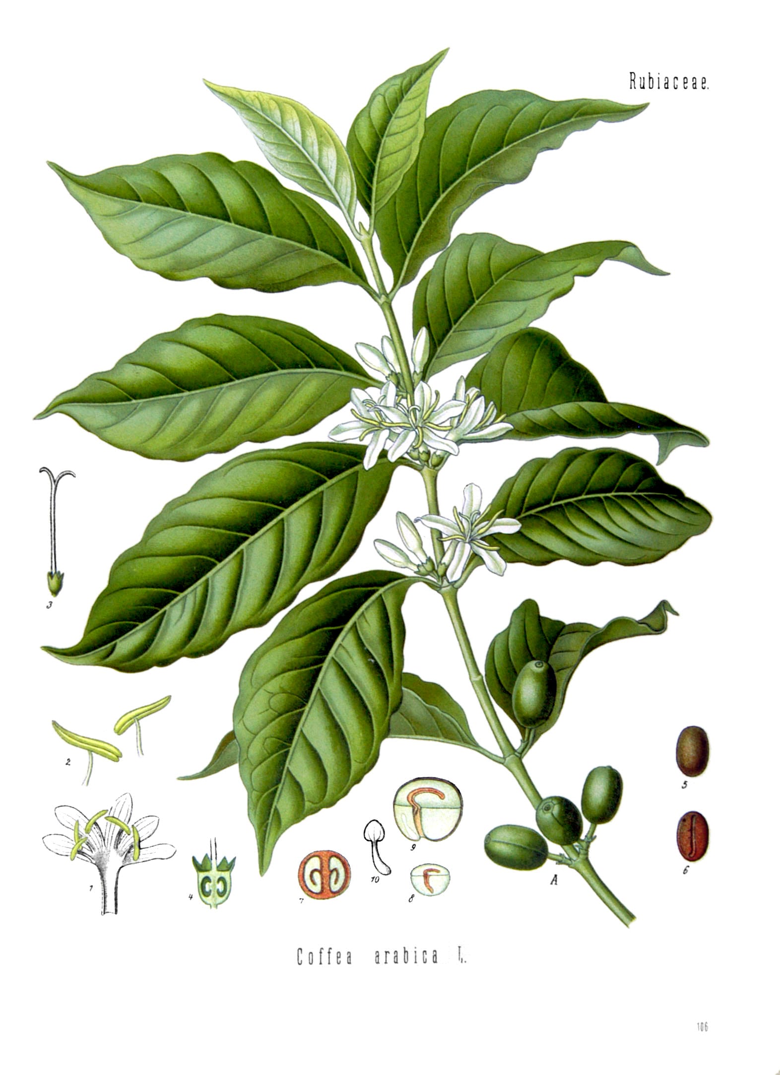 Chromolithograph of Coffea arabica showing branch, flowers, fruit and seed, from Köhler's Medizinal-Pflanzen.