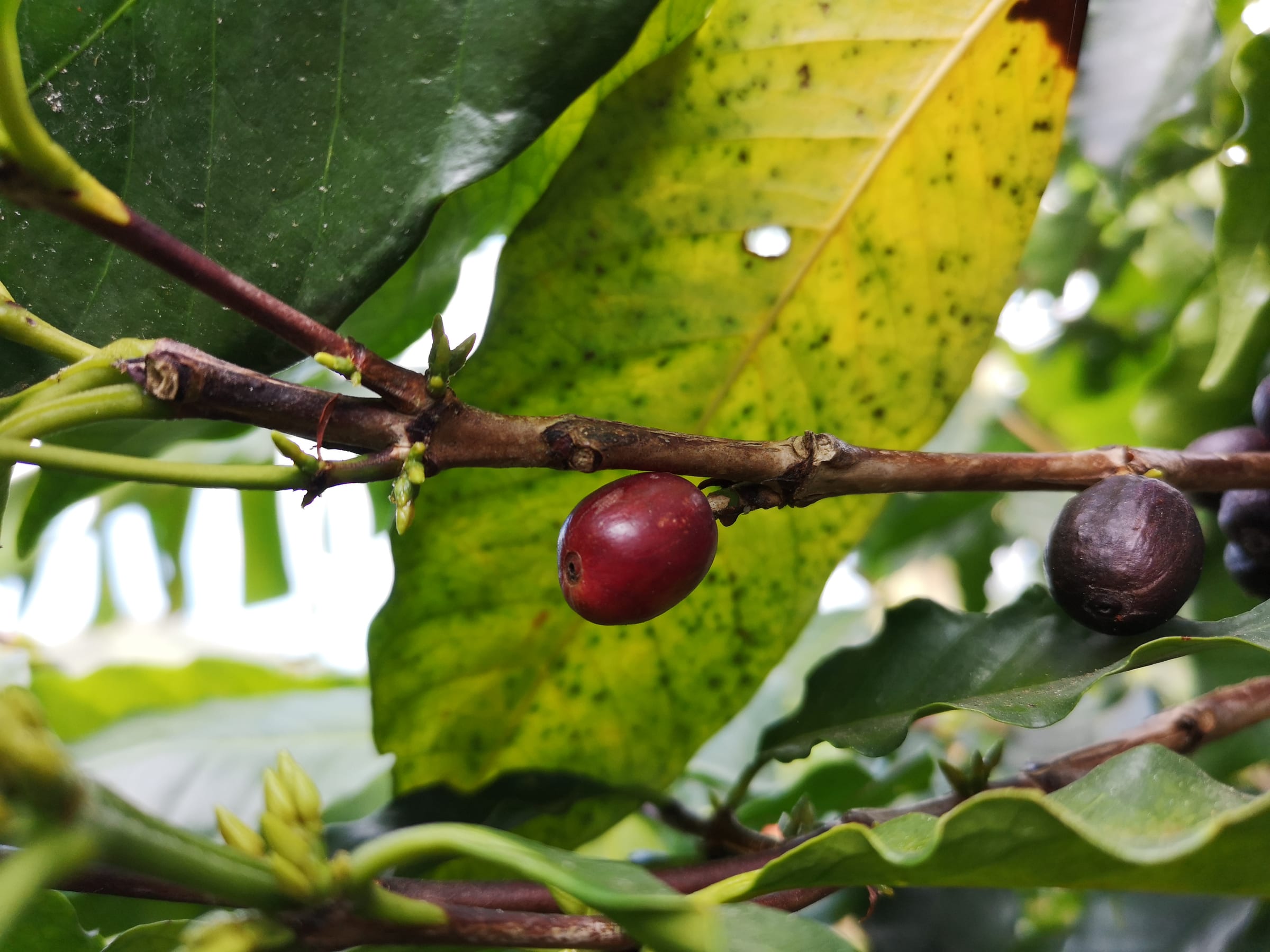 Ripe red coffee cherries on the branch.